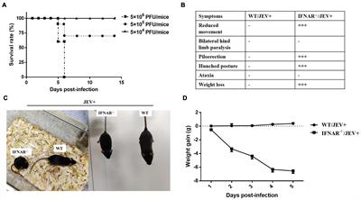 The Infection of the Japanese Encephalitis Virus SA14-14-2 Strain Induces Lethal Peripheral Inflammatory Responses in IFNAR Deficiency Mice